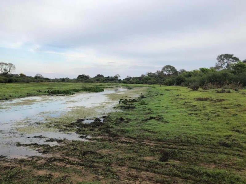 Fazendo Pantanal - 180 KM DE RIO VERDE MS